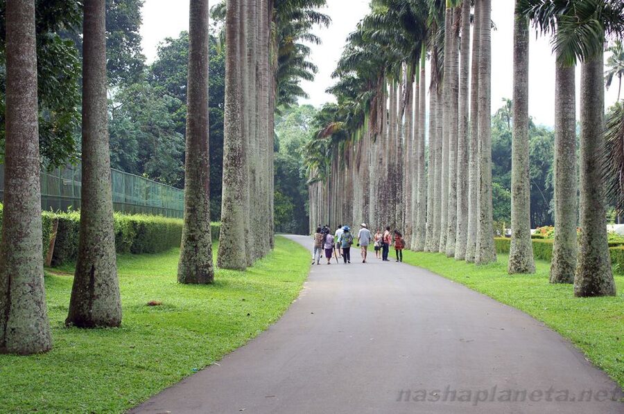 Three Temples Loop In Kandy Day Tour By Tuk Tuk - Wood carving family house: what you’ll actually see