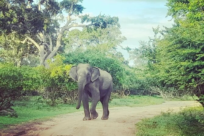 Tours and Transportation in Sri Lanka - What Your 1-Day Kandy Schedule Really Depends On