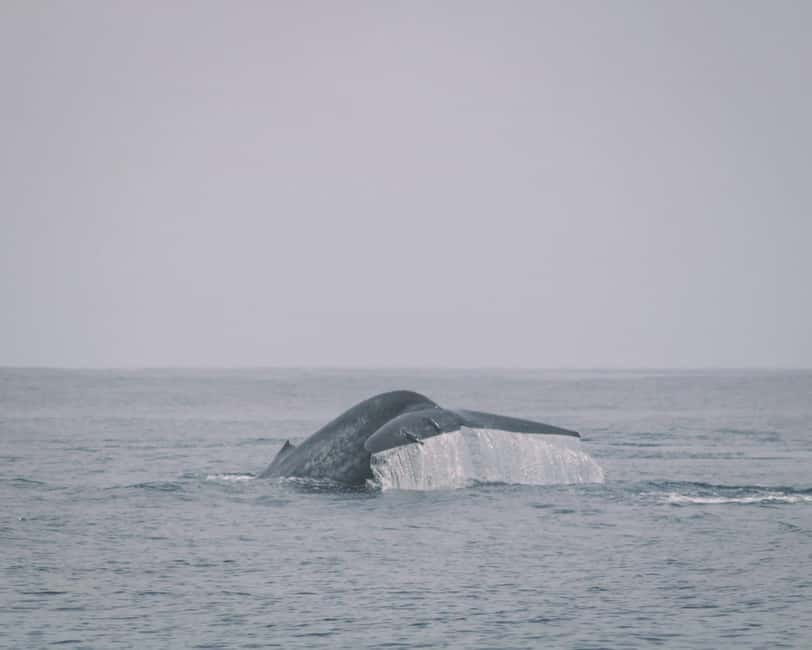 Trincomalee: Dolphin & Whale Watching Boat Tour - Why Trincomalee is a strong pick for marine wildlife