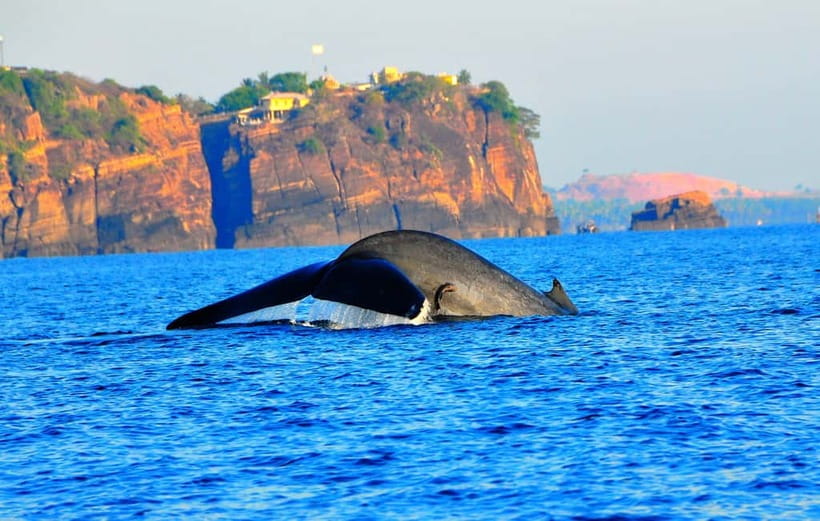 Trincomalee: Dolphin & Whale Watching Boat Tour - Boarding, safety gear, and what “respect marine life” really means