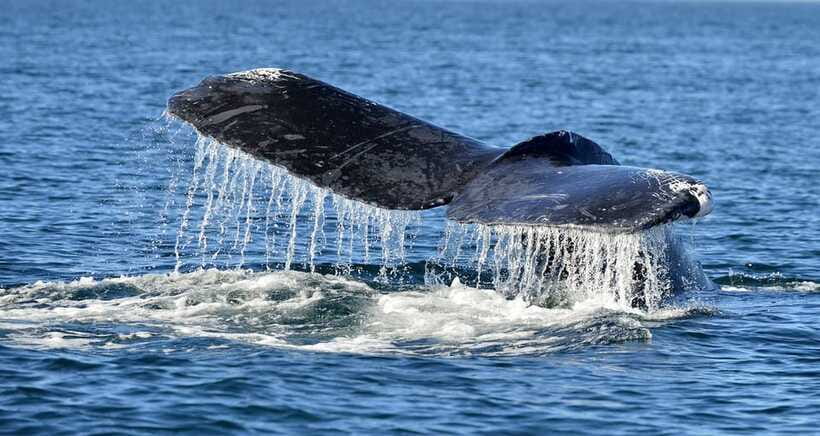 Trincomalee: Whale & Dolphin Safari Tour with Expert Guides - When this tour fits best, and when it doesn’t