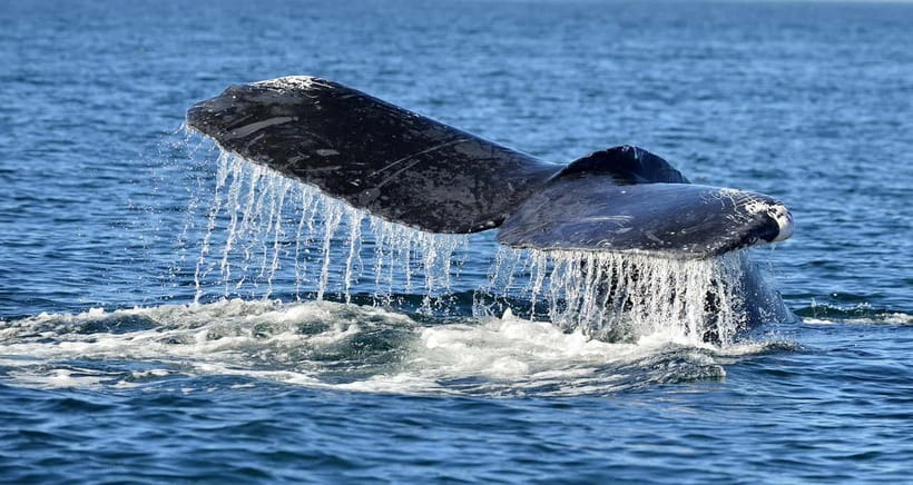 Trincomalee: Whale & Dolphin Safari Tour with Expert Guides - Why Trincomalee is a serious choice for whale watching