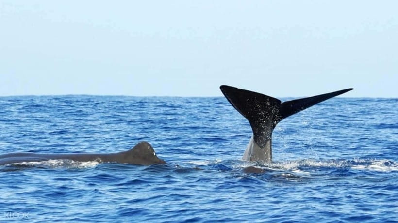 Trincomalee: Whale & Dolphin Safari Tour with Expert Guides - What you can realistically spot: blue whales, dolphins, turtles, and more