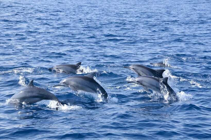 Trincomalee: Whale & Dolphin Safari Tour with Expert Guides - Following whale watching guidelines, and how it changes the moment