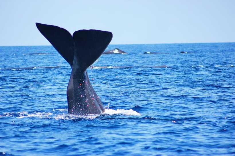 Trincomalee: Whale & Dolphin Safari Tour with Expert Guides - Guides who help you see, not just point