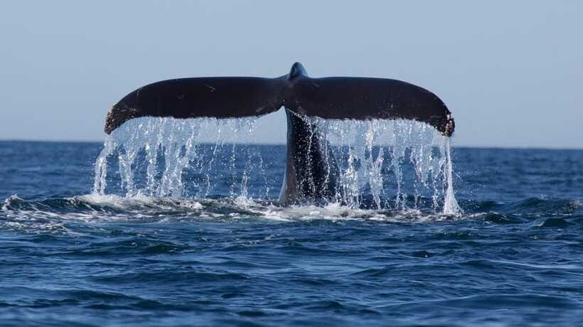 Trincomalee: Whale & Dolphin Safari Tour with Expert Guides - Comfort and safety on a speed boat (what to bring)