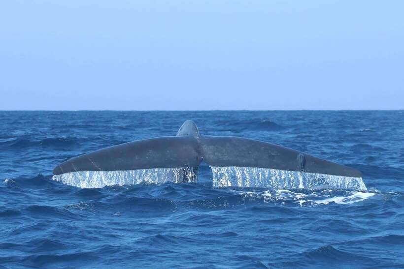 Trincomalee: Whale & Dolphin Safari Tour with Expert Guides - Price and value: what $71 gets you, and what it doesn’t