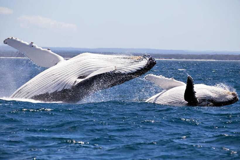 Trincomalee : Whale & dolphin watching +pigeon island tour - Guide Setup, Boat Captain, and Group Size Reality