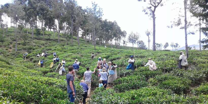Tuk-Tuk Safari Liptons seat,Tea Fields Hike,TeaFactory Tour - Timing, Weather, and What to Pack for Comfort