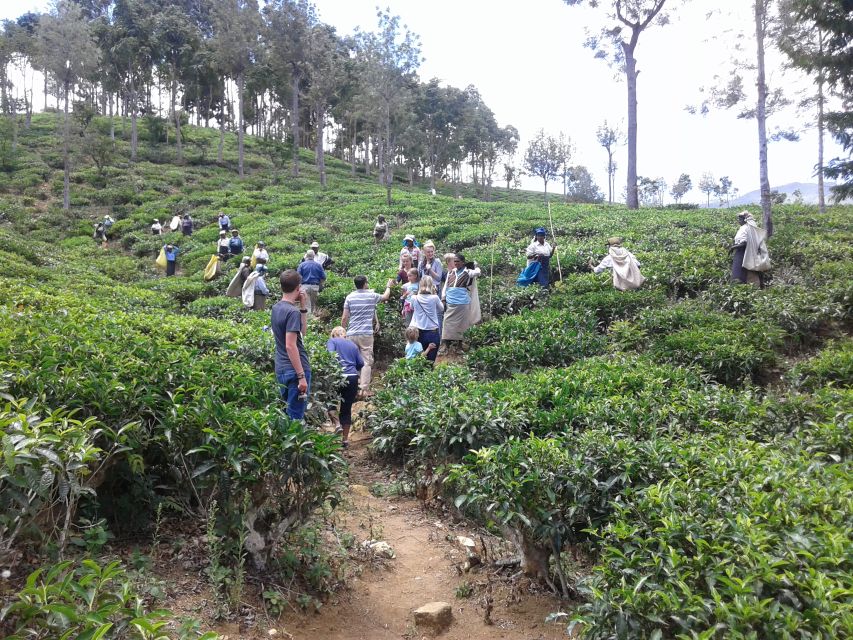 Tuk-Tuk Safari Liptons seat,Tea Fields Hike,TeaFactory Tour - Price and Value: What You’re Actually Paying For