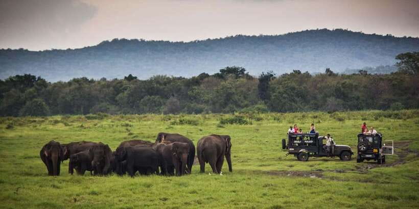 Udawalawa National Park: All-Inclusive Private Day Tour - Food, snacks, and the pace of the day