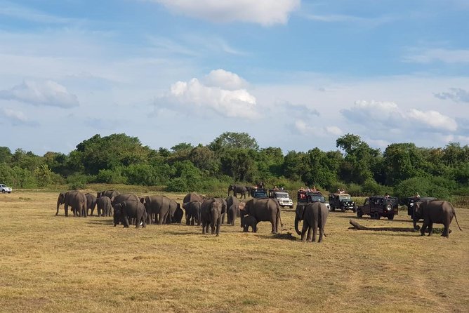 Udawalawa National Park Day Tour - Kalutara pickup and the 8-hour reality check