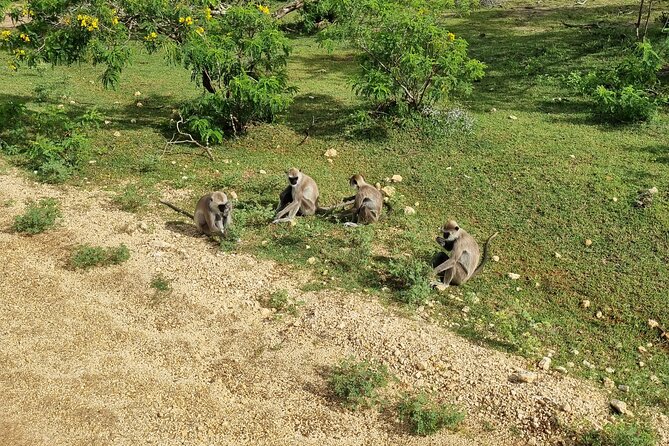 Udawalawa National Park Day Tour - Price, inclusions, and what to plan for lunch