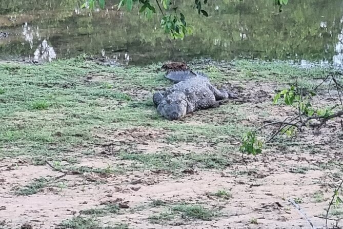 Udawalawa National Park Day Tour - Practical tips for a smoother Udawalawe safari day