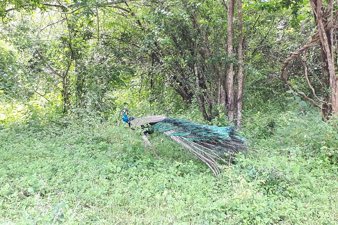 Udawalawa National Park Day Tour - FAQ