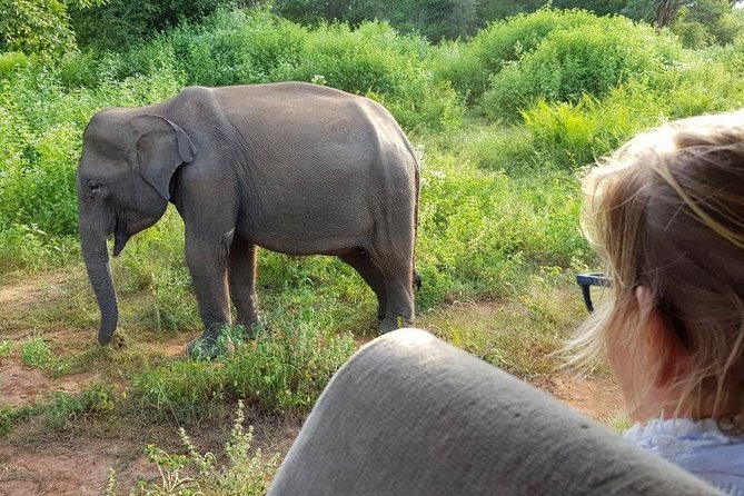 Udawalawa National Park half day Safari - Hotel pickup from Galle, what the comfortable ride buys you