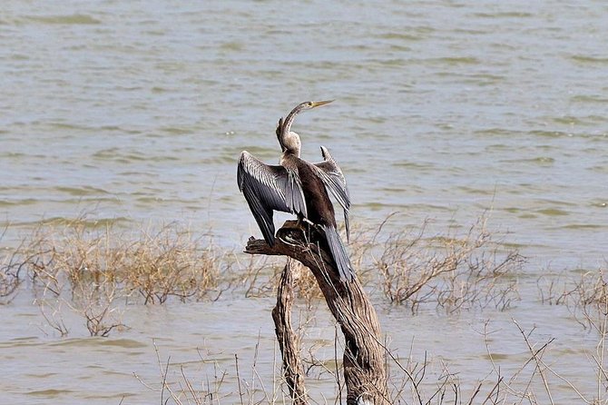 Udawalawa National Park half day Safari - Your guide and the difference between seeing and understanding