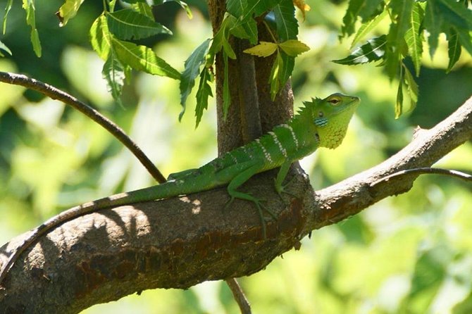 Udawalawa National Park half day Safari - Lunch, breakfast, and planning food like a local