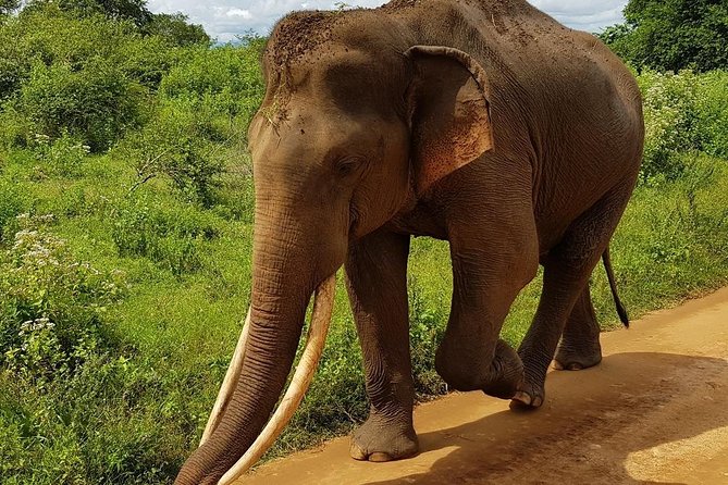 Udawalawa National Park half day Safari - Price and value: what $85 really covers