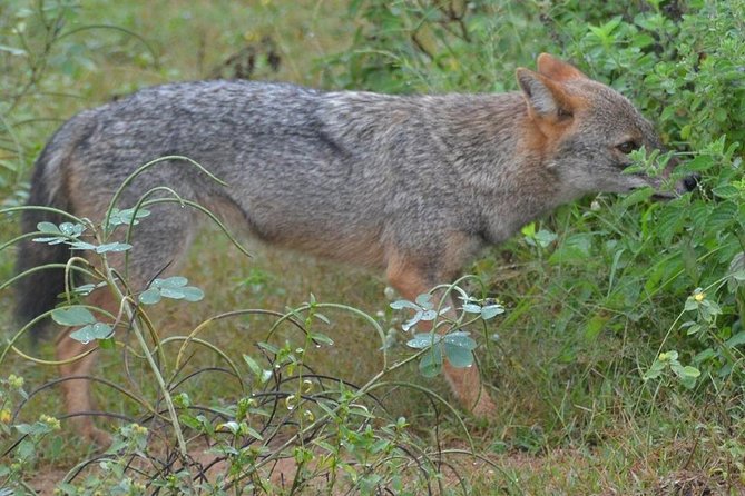 Udawalawa National Park half day Safari - Booking confidence: weather and minimum travelers