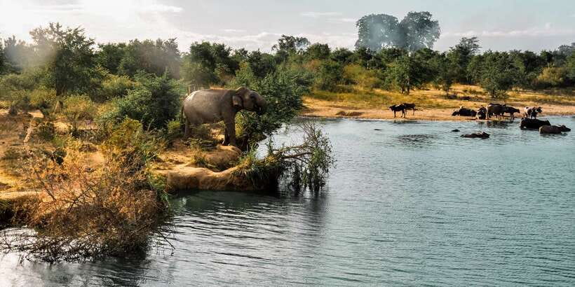 Udawalawa National Park: Private Safari - Why Udawalawe works so well for elephants and birds