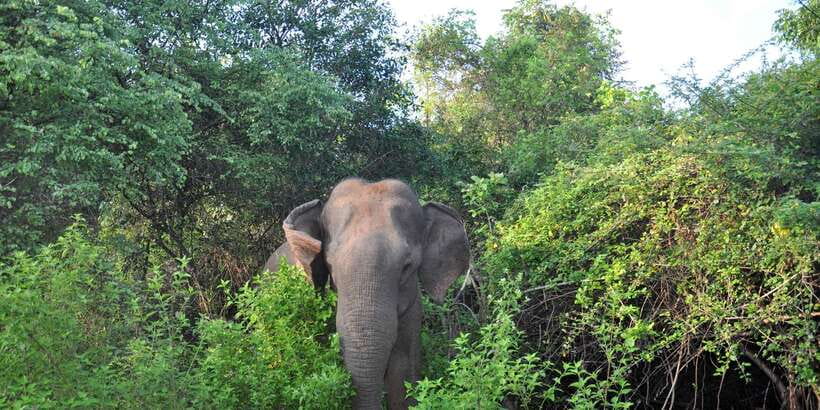 Udawalawa National Park: Private Safari - FAQ