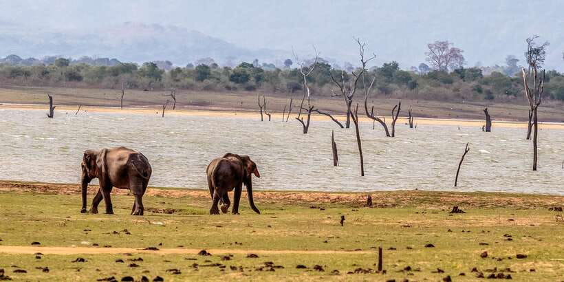 Udawalawa National Park: Private Safari - Birdwatching moments: the species list that makes the safari feel smarter