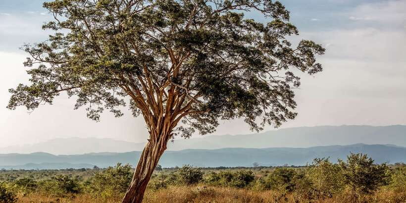 Udawalawa National Park: Private Safari - Price and value: what $25 covers, and what to budget besides