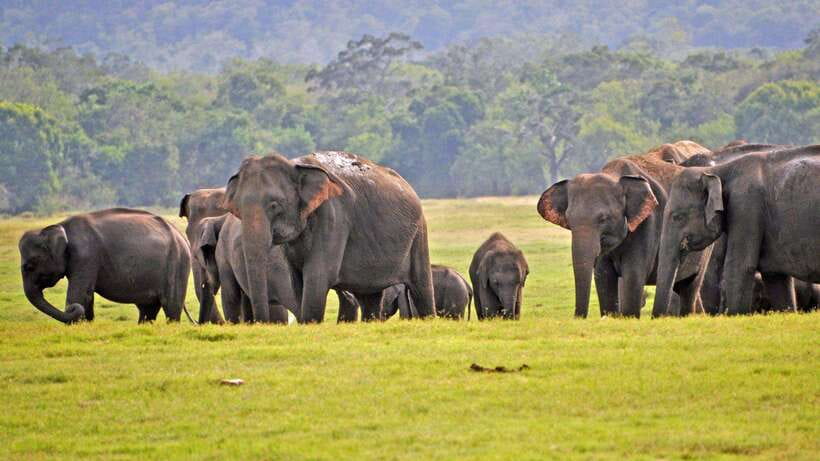 Udawalawa National Park Safari & Elephant Transit Home Tour - Safari Watching in Udawalawa: How Your Guide Helps You Actually See Animals