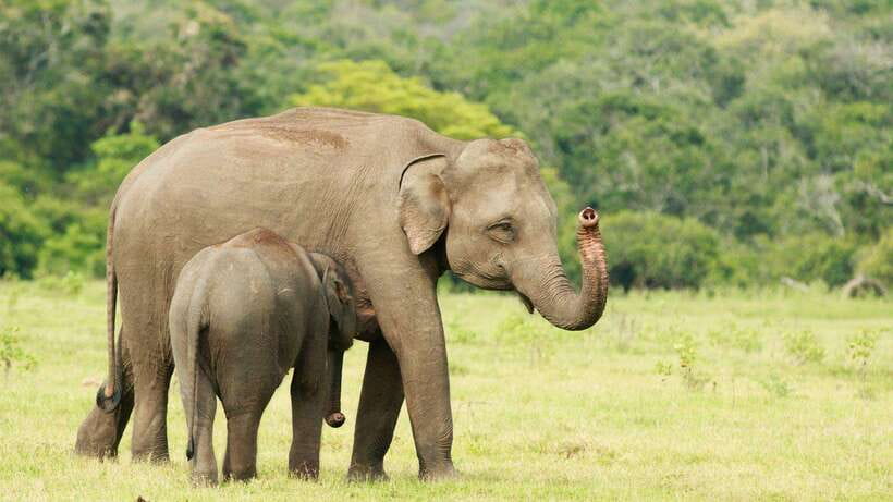 Udawalawa National Park Safari & Elephant Transit Home Tour - Photo Tips and Comfort Checklist for a Half-Day Safari