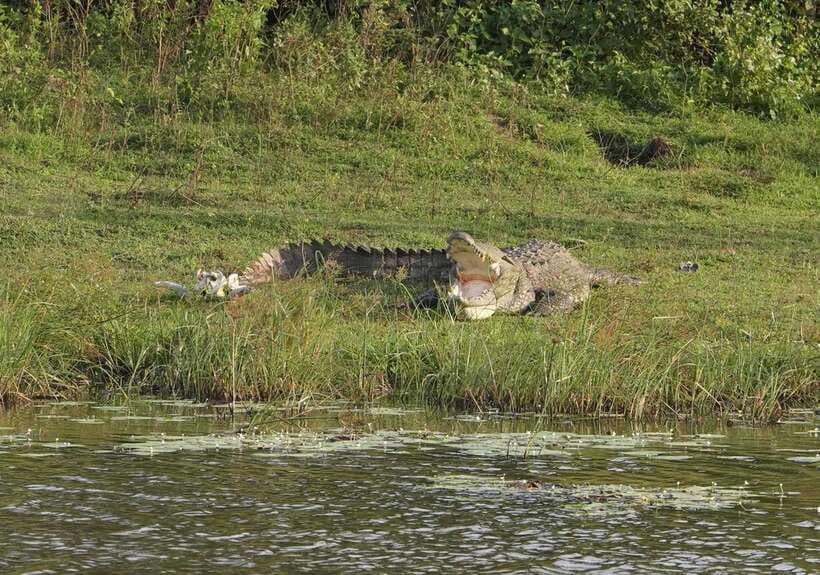 Udawalawa National Park Safari & Elephant Transit Home Tour - Price and Value: What the $15 Actually Covers