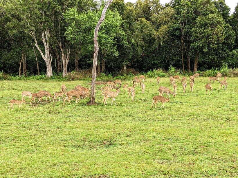 Udawalawa National Park Safari & Elephant Transit Home Tour - FAQ