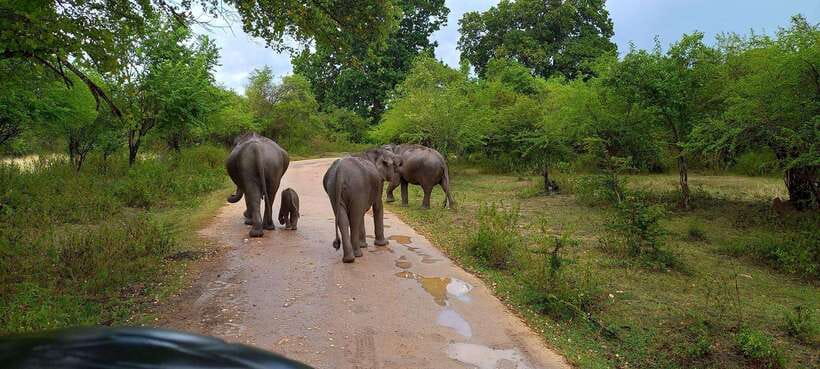 Udawalawa National Park Safari & Elephant Transit Home Tour - Getting Picked Up, Then Riding in a 4x4 Jeep With Real Viewing Space