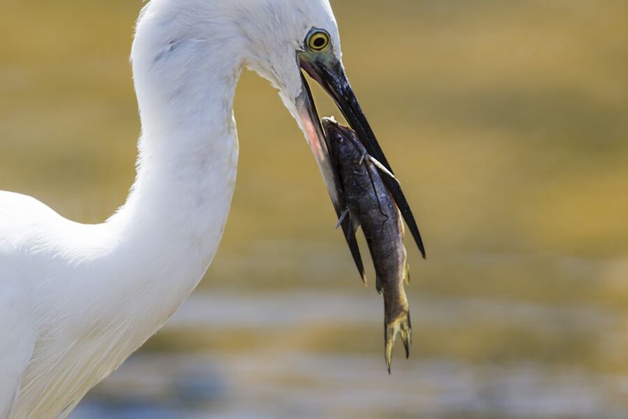 Udawalawa National Park Safari Tour with Experienced Guides - FAQ