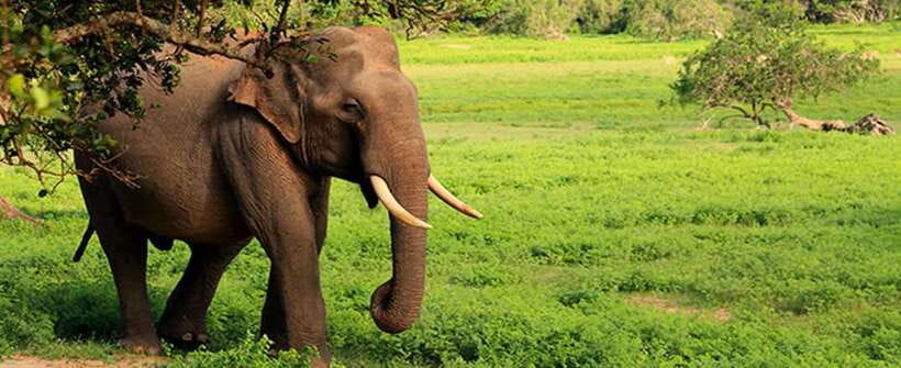 Udawalawa National Park Safari Tour with Experienced Guides - Guides Who Spot From Far Away, and Fix Your Photo Angles