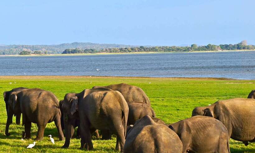 Udawalawa National Park Safari Tour with Experienced Guides - Jeep Setup, Timing, and the Best Way to View Animals