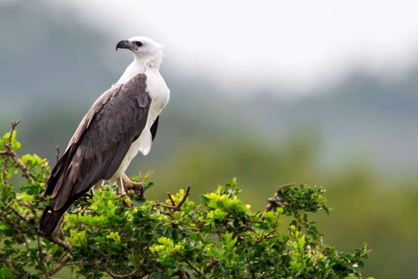 Udawalawa National Park Safari Tour with Experienced Guides - Should You Book This Udawalawe National Park Safari Tour?