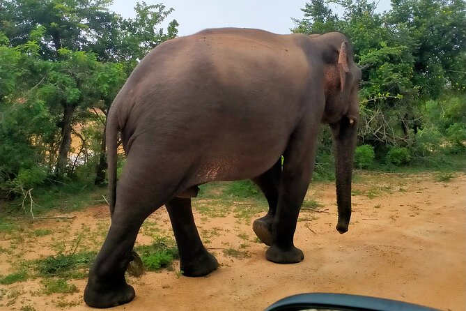 Udawalawa National Park Safari trip from Hikkaduwa/Galle/Weligama - Price and value: what $48 covers, and what you should budget for