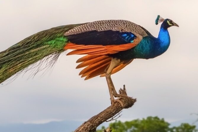 Udawalawa Safari Drive From Galle, Weligama, Mirissa & Dickwella - The packed breakfast that saves your prime morning