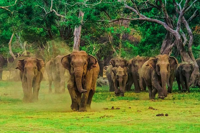 Udawalawa Safari Drive From Galle, Weligama, Mirissa & Dickwella - Price and value: $80 per person, plus park fees
