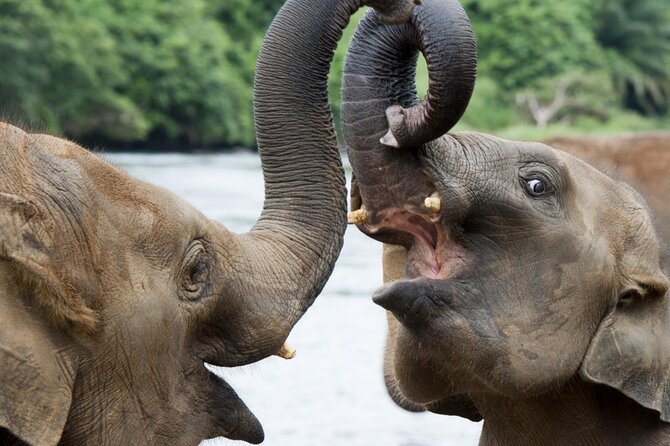 Udawalawa Safari Drive From Galle, Weligama, Mirissa & Dickwella - Timing, route length, and what to expect in an 8-hour day