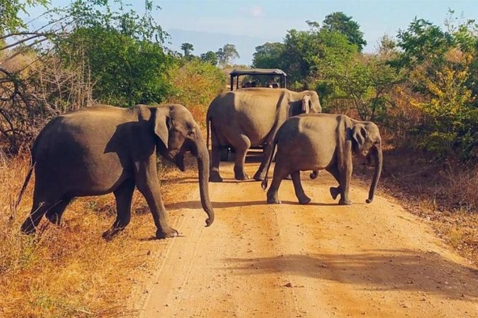 Udawalawa Safari Drive From Galle, Weligama, Mirissa & Dickwella - Who should book this Udawalawa safari drive?