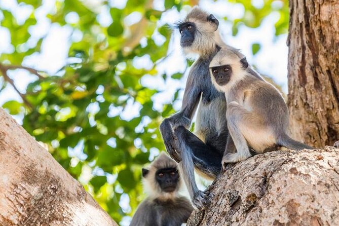 Udawalawa Safari Drive From Galle, Weligama, Mirissa & Dickwella - Should you book? My practical take