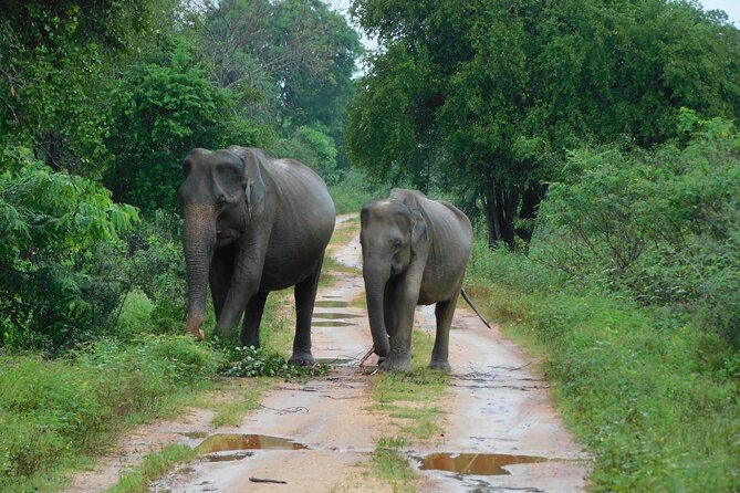 Udawalawa Safari & Elephants Orphanage Tour from Hambantota port - Key highlights worth your attention