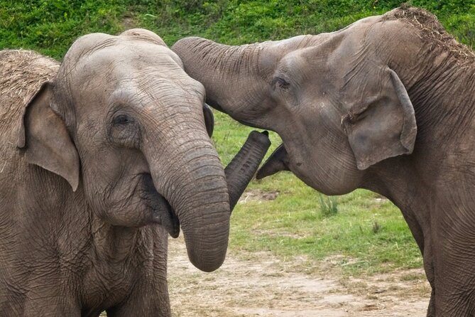 Udawalawa Safari & Elephants Orphanage Tour from Hambantota port - Hambantota Port pickup: a smooth start without the headache