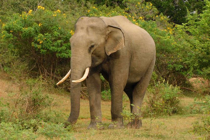 Udawalawa Safari & Elephants Orphanage Tour from Hambantota port - Guide quality: why names like Yasanka, Madu, Ishan, and Sakun matter