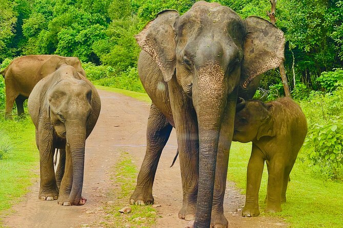 Udawalawa Wild Life Safari - Key highlights at a glance