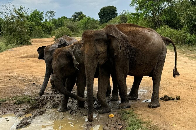 Udawalawa Wild Life Safari - Who Should Book This Safari, and Who Might Skip It