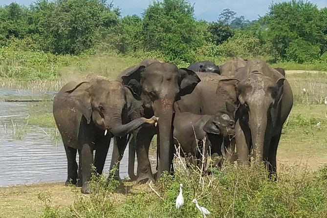 Udawalawe Elephant Safari: 3h Jeep Adventure (All Inclusive) - Elephant Transit Home: a conservation stop with real animal moments