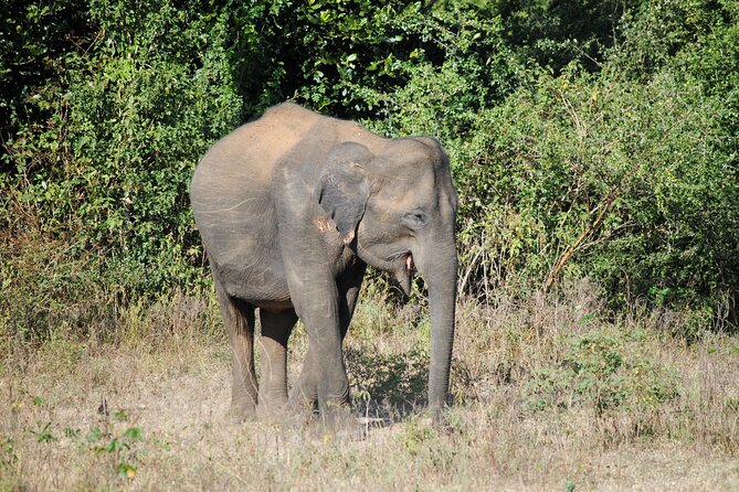 Udawalawe Elephant Safari: 3h Jeep Adventure (All Inclusive) - What all-inclusive means here, and where you should double-check lunch